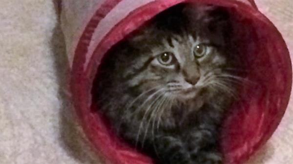 /Images/uploads/Cat Welfare Association/catwelfare2019calendarcontest/entries/6912thumb.jpg